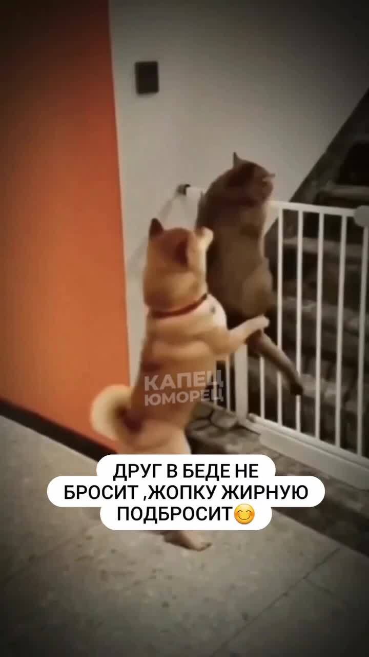 Эх, Барсик, а ведь я тебе говорил - не жри так много
