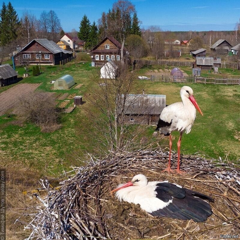 Живое фото на сяоми