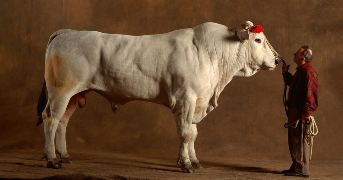 Порода коров, впечатляющая своими размерами