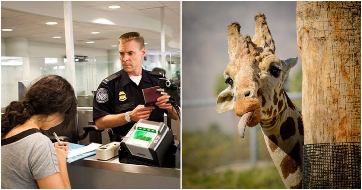 Таможенники не дали американке провезти какашки жирафа