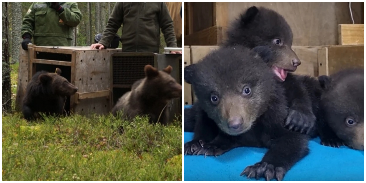 В Новгородской области выпустили на волю осиротевших медвежат