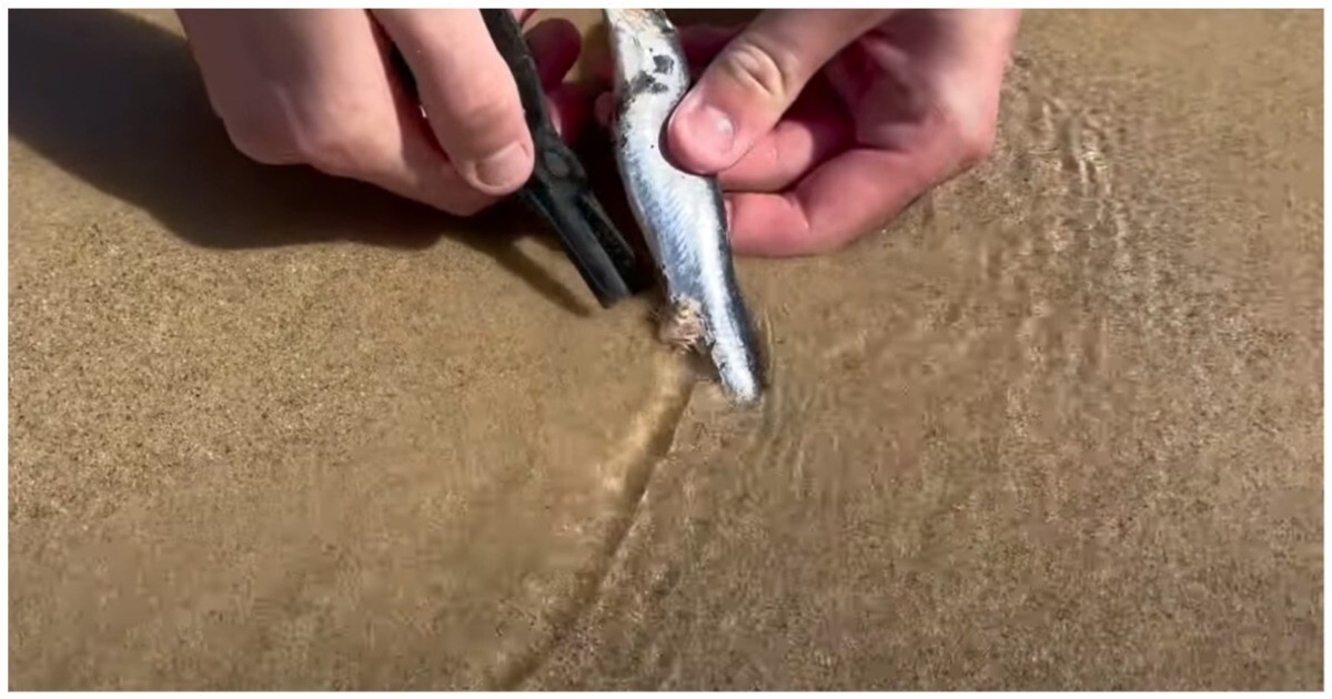 Австралиец показал, как ловит на пляже плотоядных песчаных червей