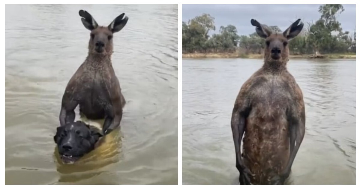 Австралиец вступил в бой с кенгуру, чтобы спасти собаку