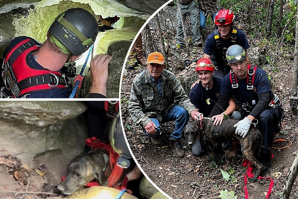 В США спасли собаку, которая три дня просидела в пещере с медведем