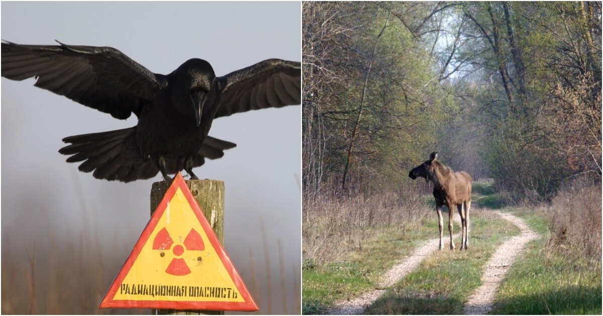 Животные в зоне Чернобыльской АЭС