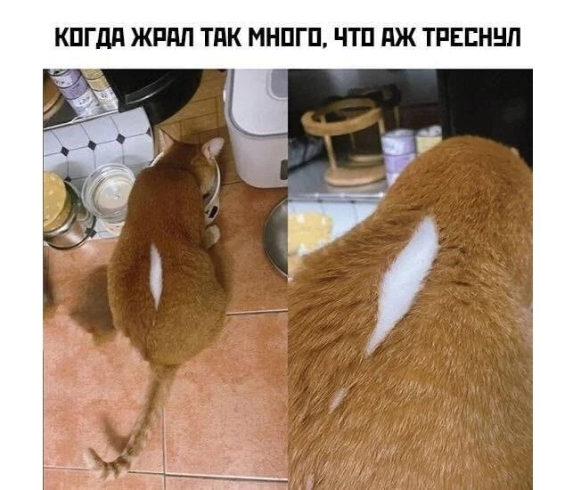 Кот