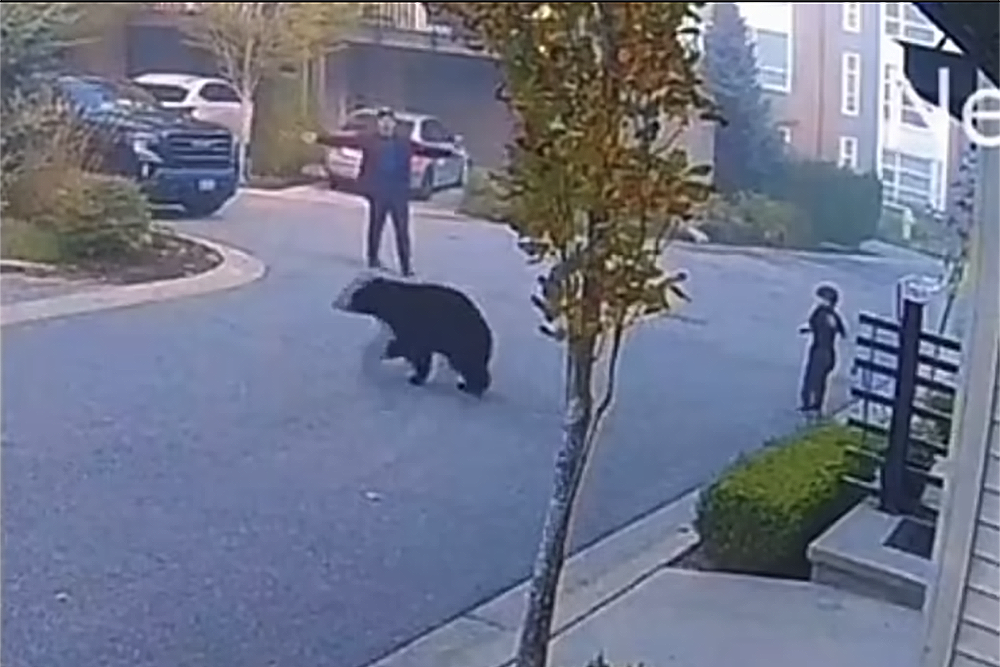 Медведь побежал за ребенком, но его спас прохожий: драматичные кадры