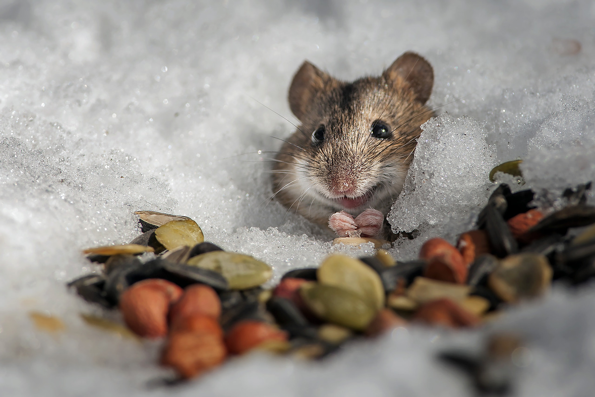 Подготовка некоторых видов животных к зиме