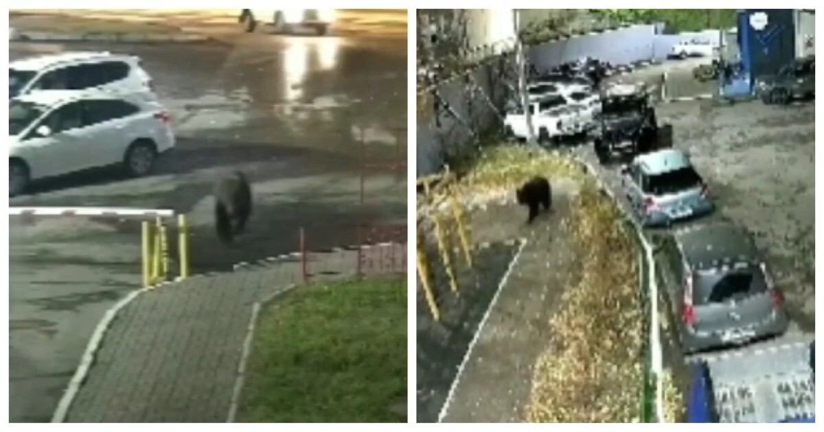 В Красноярске медведь вломился на похороны