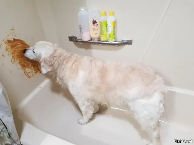 Нанесите ""арахисовую пасту"" на стену ванной, чтобы отвлечь собаку, пока вы ...