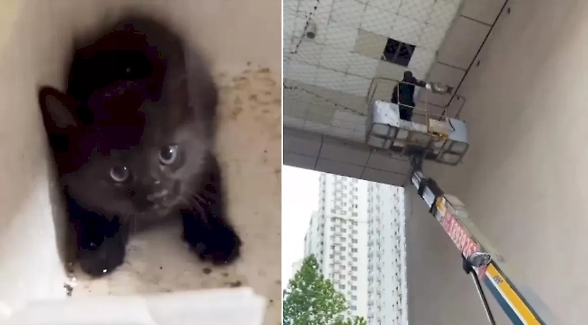 Мужчина нанял автокран, чтобы спасти котёнка с крыши