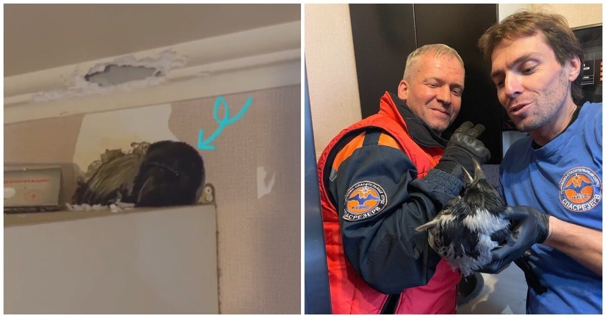 В Москве&nbsp;спасатели пришли на помощь вороне, проникнувшей в квартиру через вентиляцию