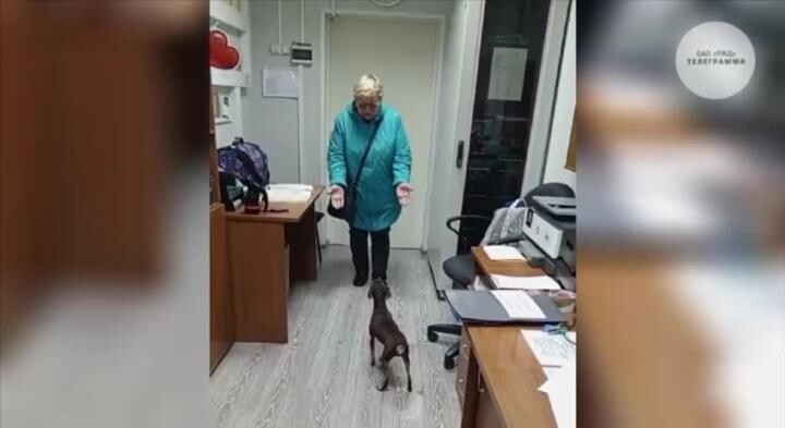 Собака  полторы недели ждала уехавшую в Москву хозяйку в сибирском городе