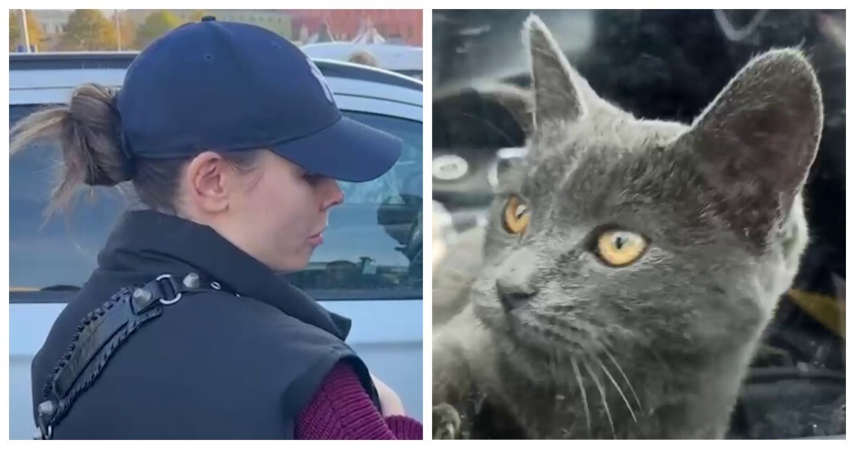 Спасение дня: в центре Москвы обнаружили машину, где уже четвёртый день томился запертый кот. Спасать его приехали полицейские