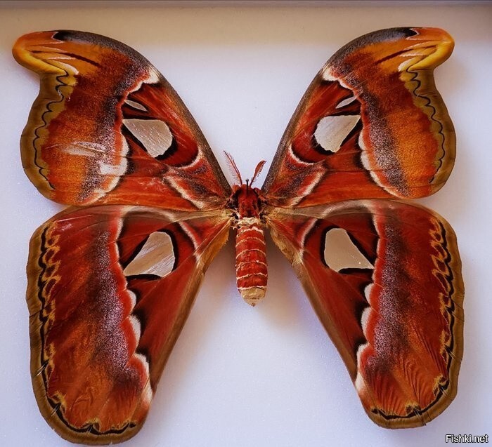 Крылья бабочки атлас напоминают двух кобр