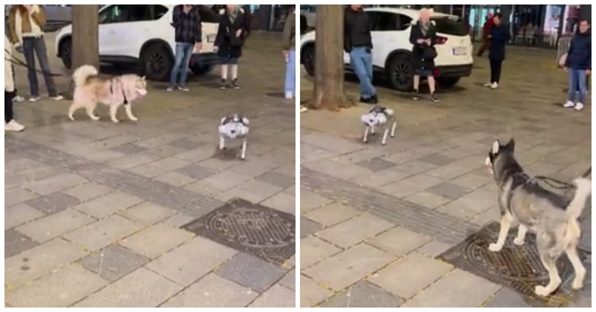 Интересная реакция собак на робота