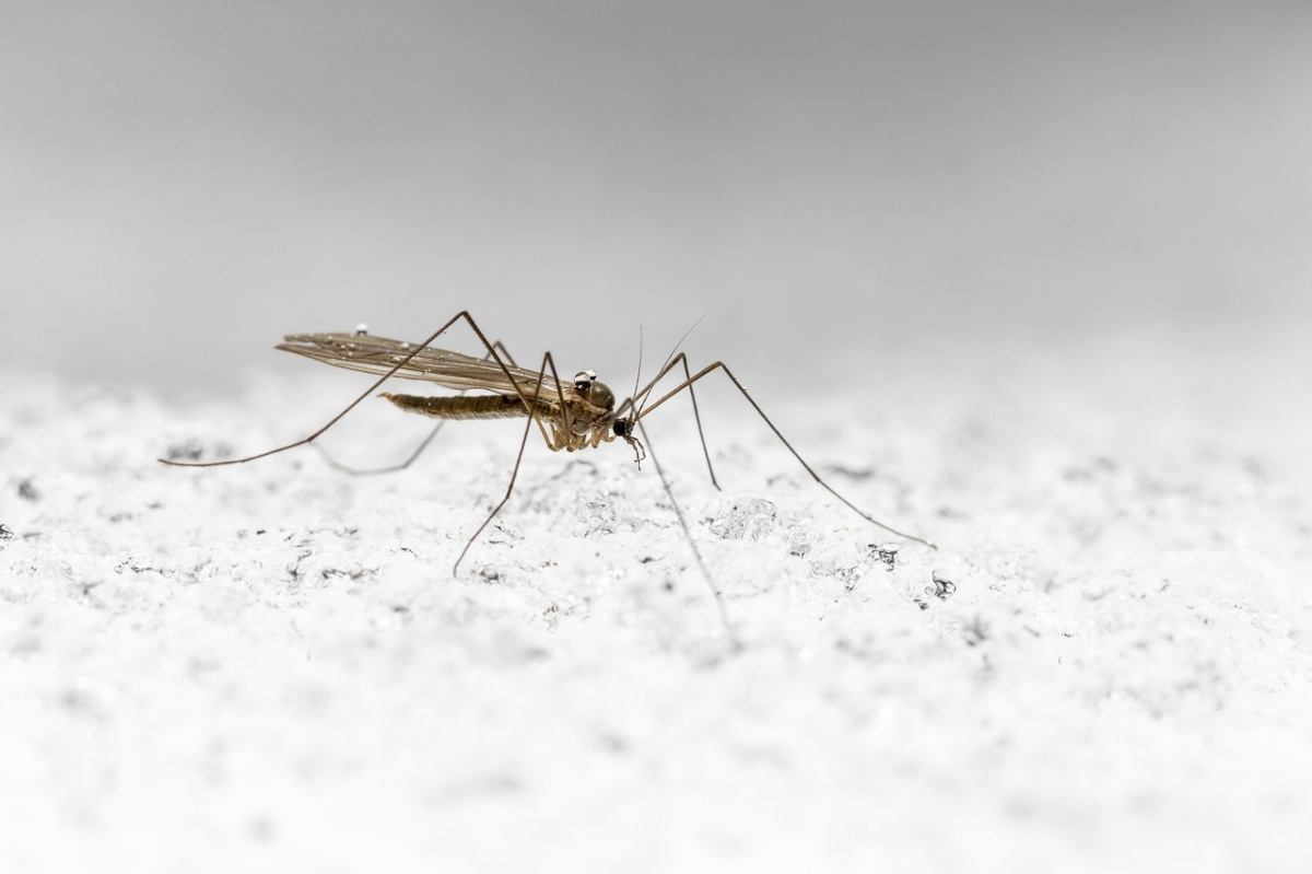 Что нужно знать о зимних комарах