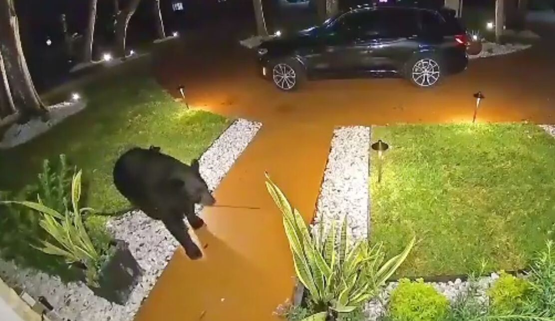 Голодный флоридский медведь украл еду с крыльца дома
