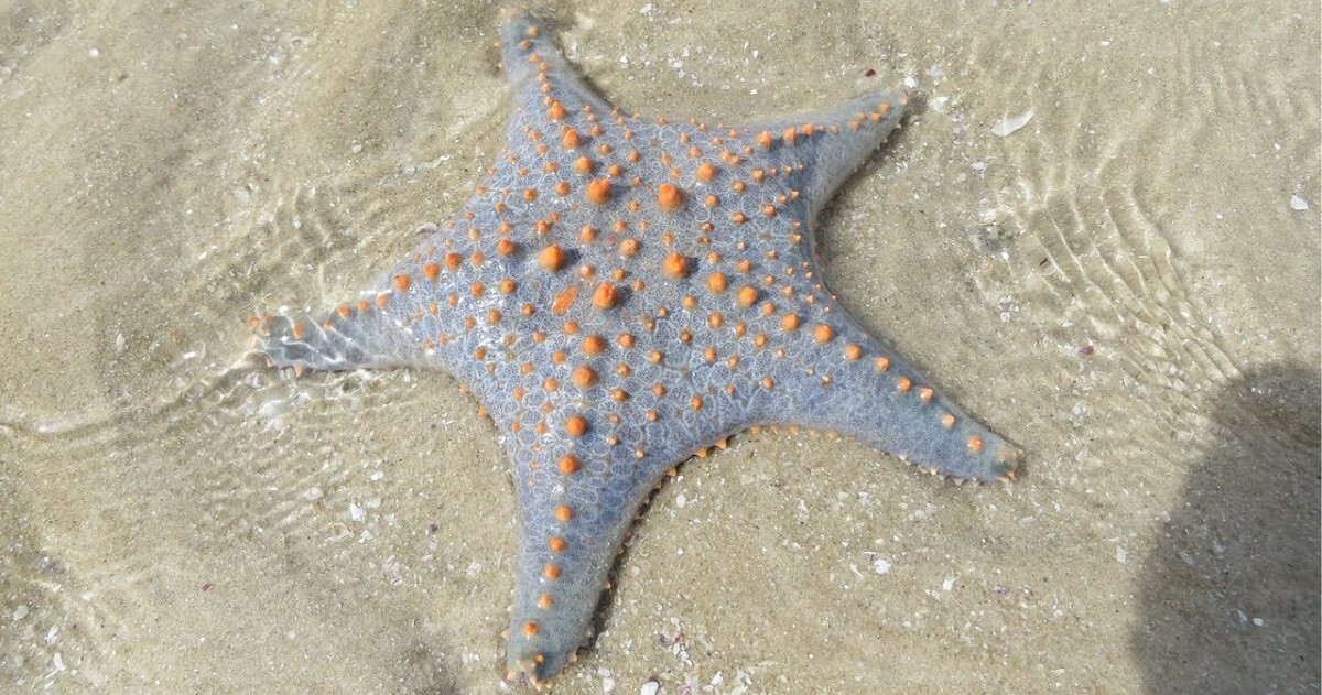Учёные узнали, где скрывается голова у морской звезды