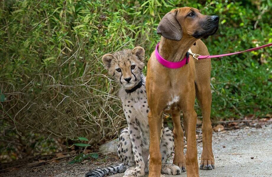 Как подружились собака и гепард