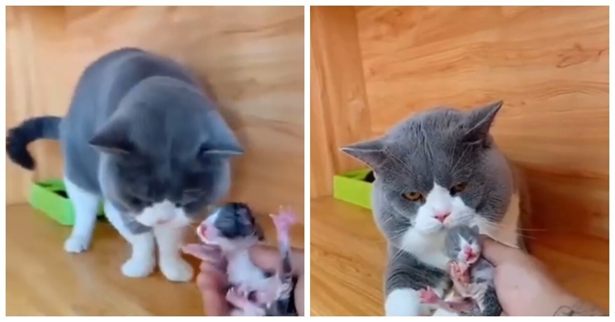 Реакция кота на своего детёныша