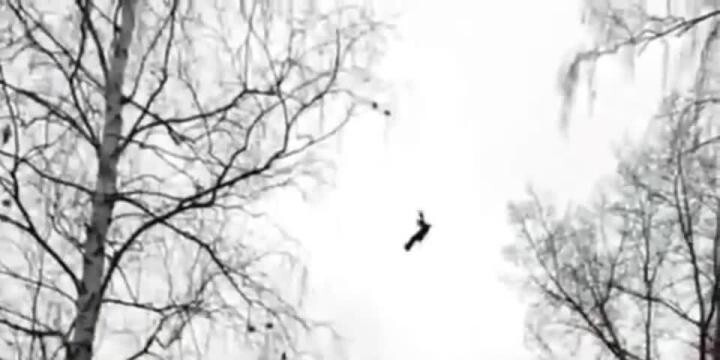 В Уфе спасли ворону, которая провисела на леске между деревьями четыре дня