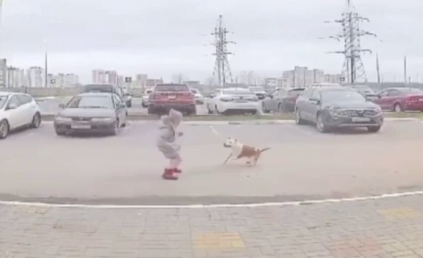 В Калуге бойцовская собака искусала детей