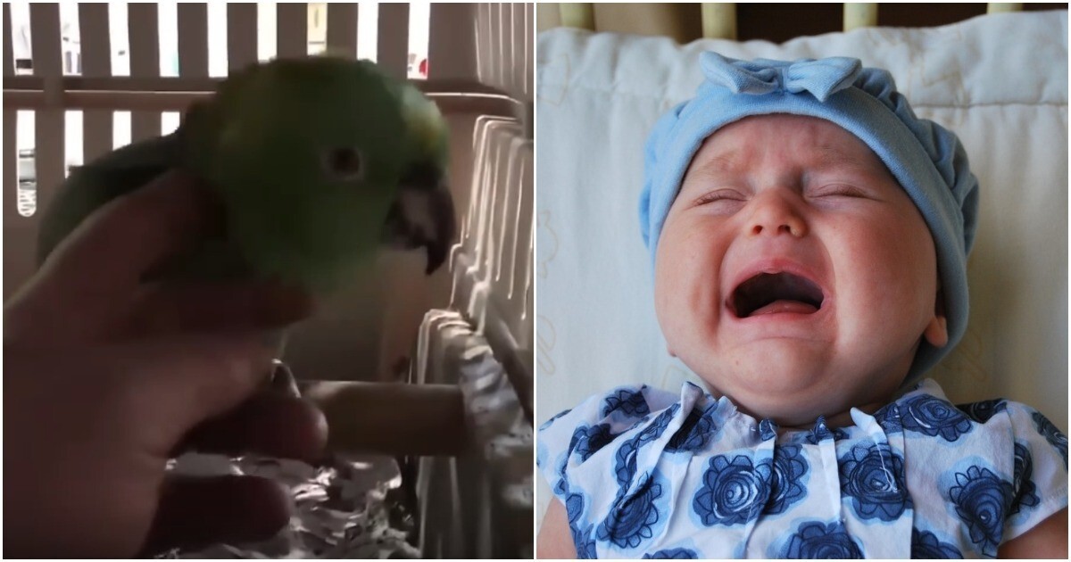 Попугай имитирует звук детского плача&nbsp;