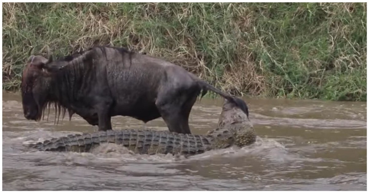 Антилопа смогла сбежать от&nbsp;голодного крокодила