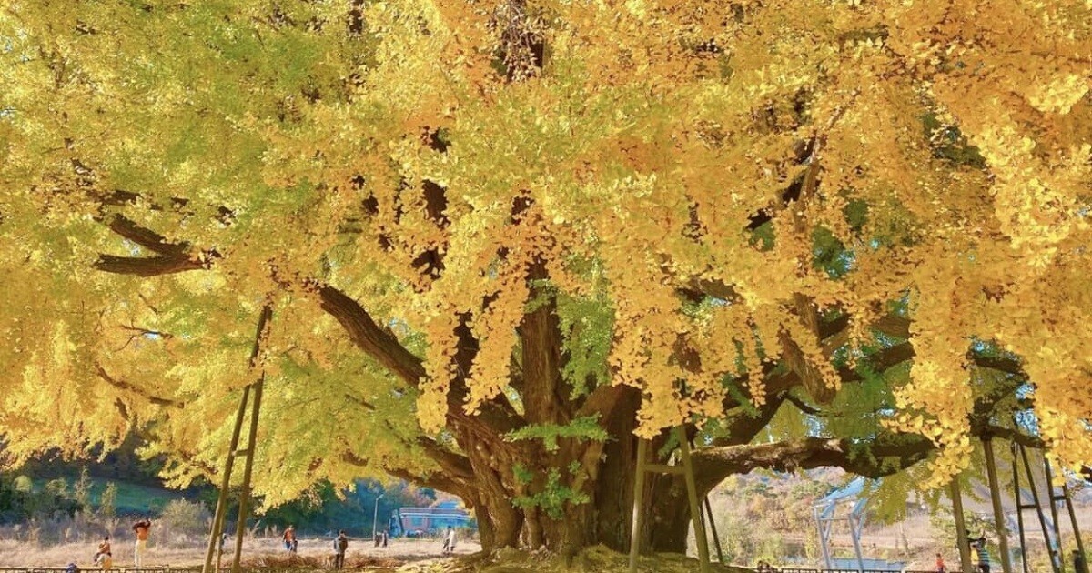 Величественное южнокорейское дерево возрастом 860 лет