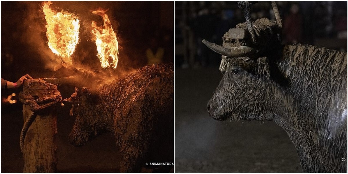 "Варвары!": мир требует запретить праздник с горящими быками в Испании