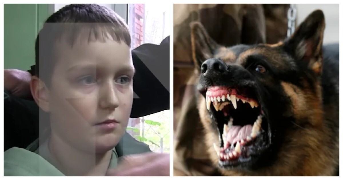 В Ярославле мужики спасли мальчика от агрессивных собак. А хозяин псов даже не вмешался и спокойно наблюдал со стороны