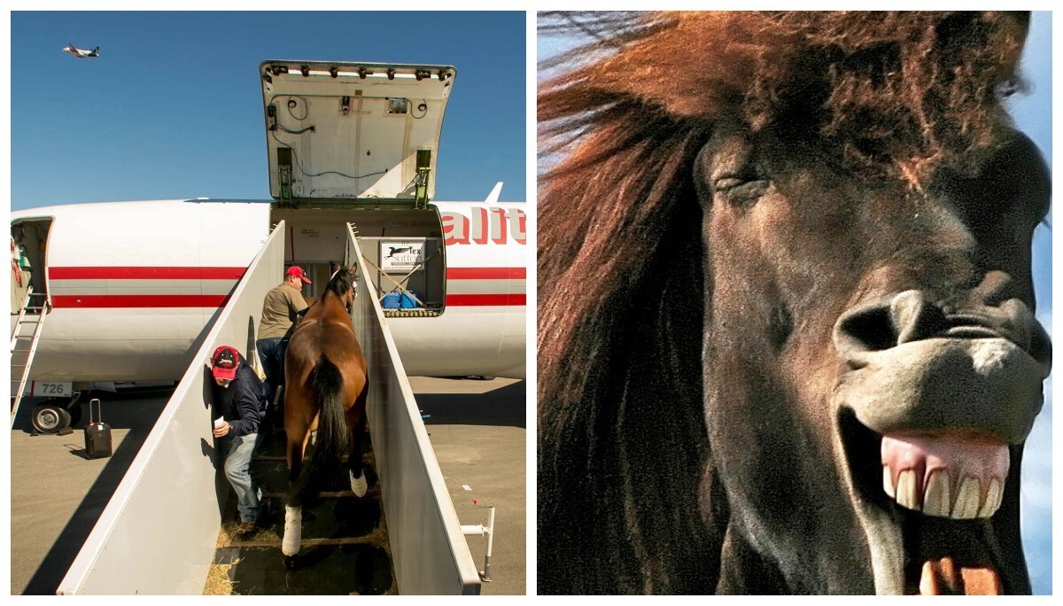 В США грузовой самолет вернулся в аэропорт из-за лошади