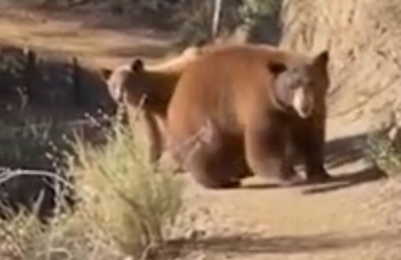 Девушка на пробежке встретила медведицу с медвежатами