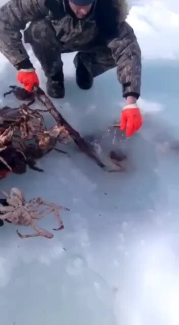 А как крабов ловите вы