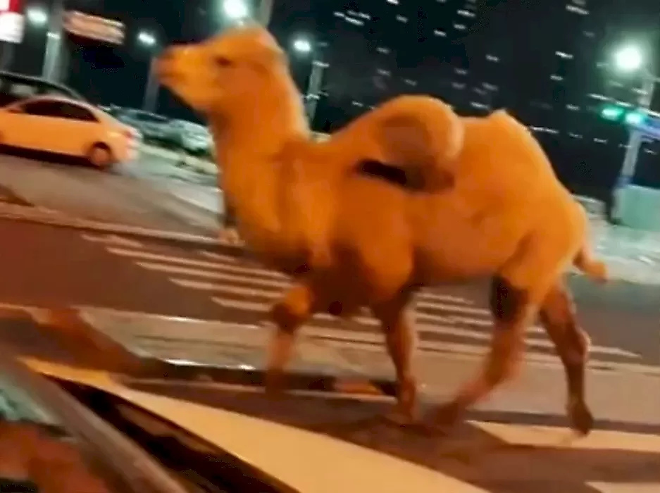 Верблюд устроил забег по дороге в Китае