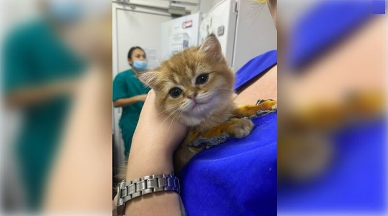 В Уфе ветеринары установили котенку с врожденной аномалией лап суставные протезы