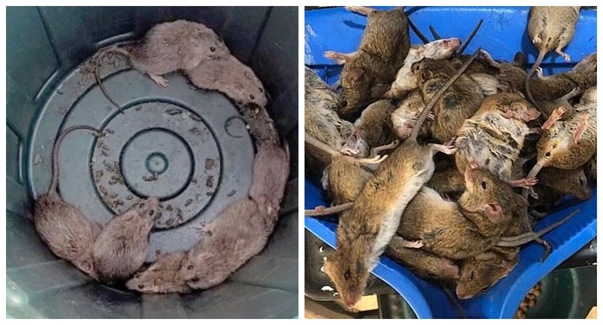 Автралийский город Карумба захватили крысы