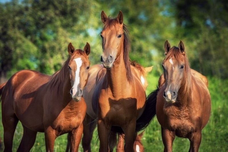 Чем и почему опасны лошади?