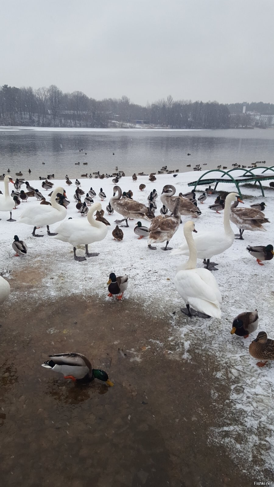 Суббота, 25 ноября, один из пляжей на Заславском водохранилище (Минское море)