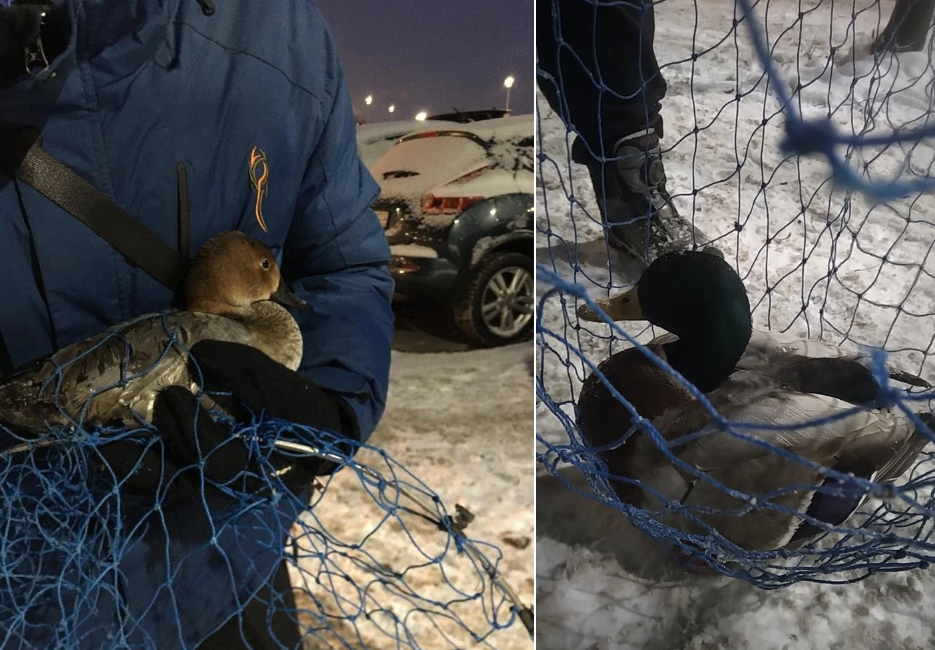 Кто, если не «Кошкиспас»: птицы зимой в Питере под защитой волонтеров