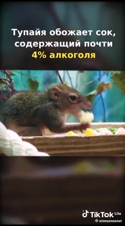 Да нет , не тупайя