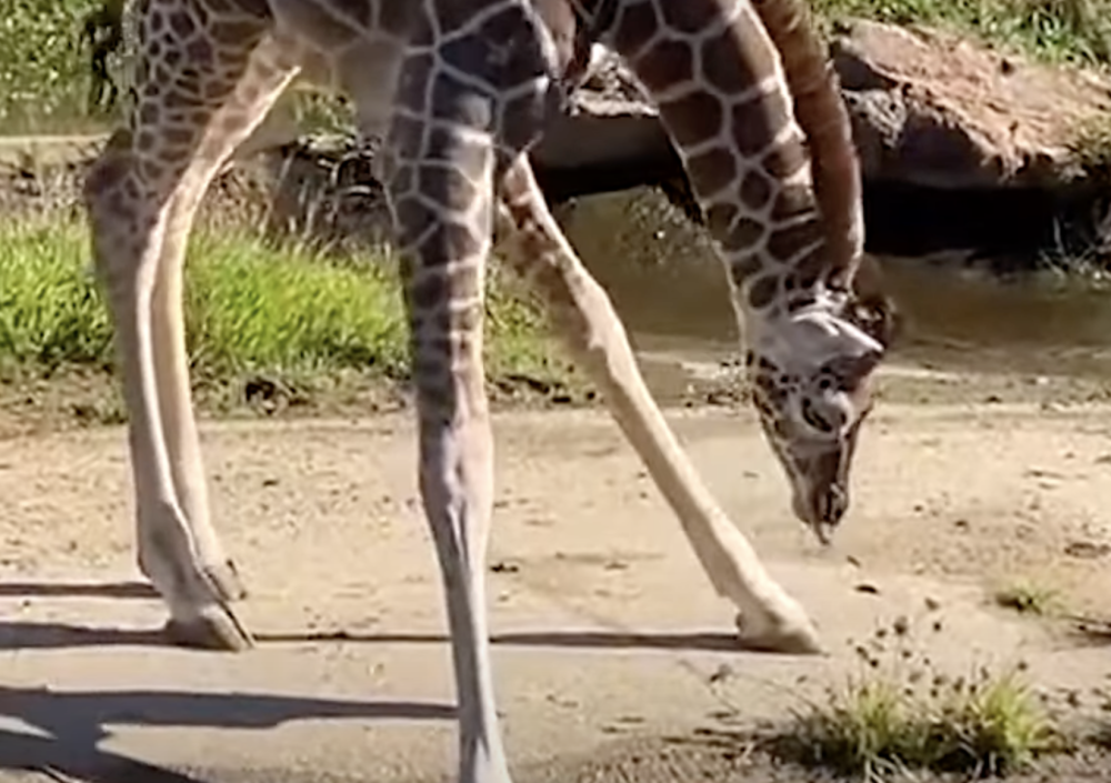 Детеныш жирафа впервые пытается попить