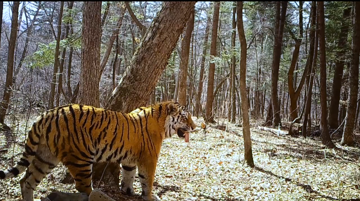 Котенок самой знаменитой в мире амурской тигрицы попал на видео