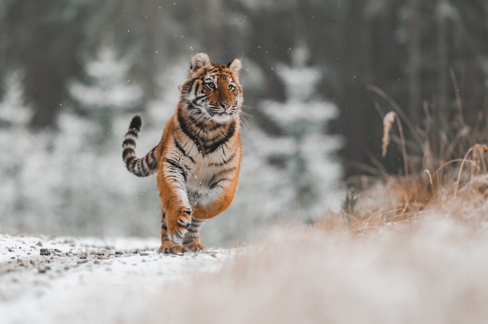 В Приморье дети не пошли в школу из-за тигра, гуляющего по деревне