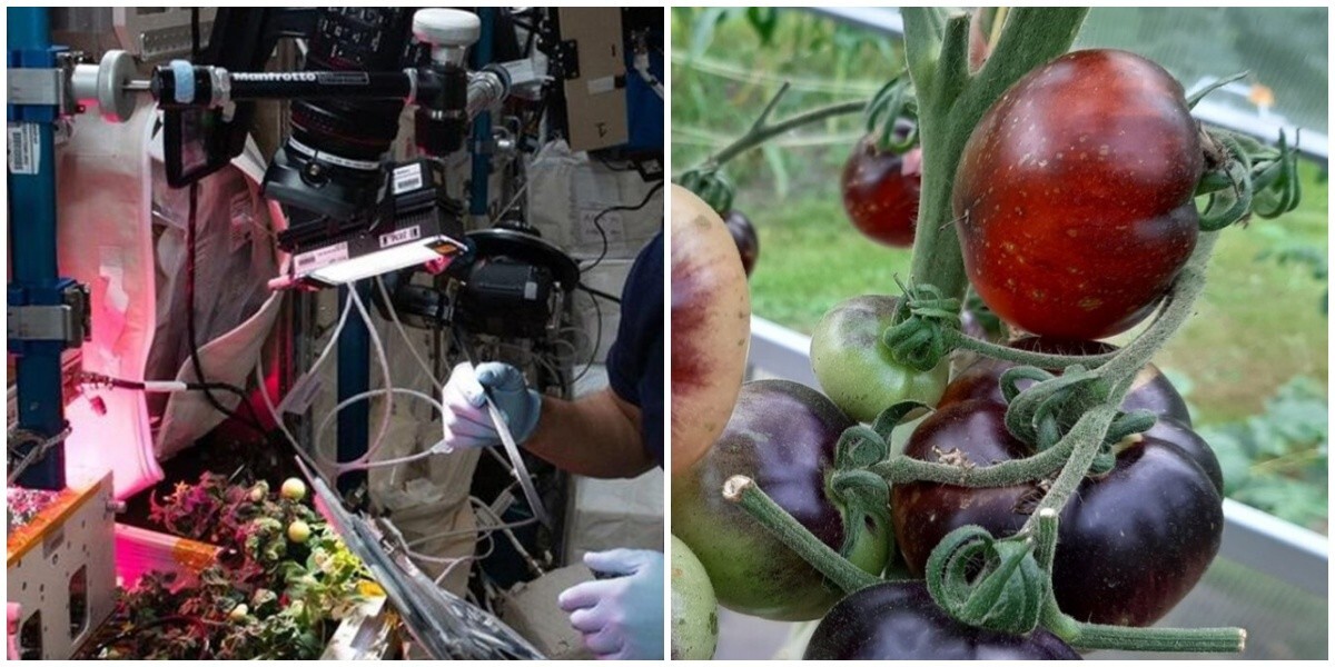Астронавтам удалось найти в космосе потерянный помидор