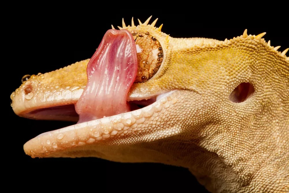 Зачем гекконы  лижут свои глаза языком?