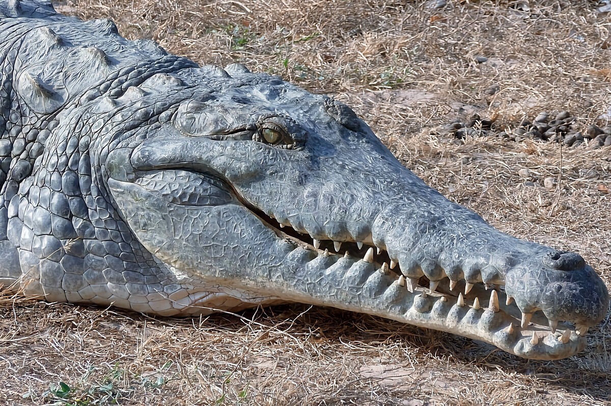 Оринокский крокодил: закованный в&nbsp;чешуйчатую броню монстр