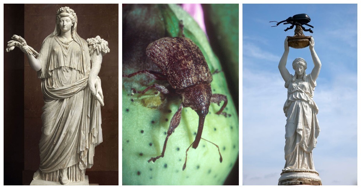 За какие заслуги американцы решили увековечить память о насекомом-вредителе?