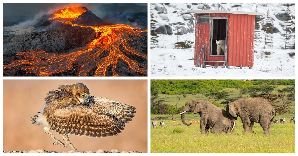 Лучшие снимки дикой природы премии NBP International Awards 2023
